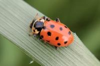 Hippodamia tredecimpunctata