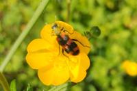 Trichodes alvearius