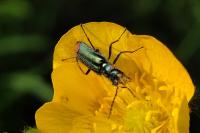 Malachius bipustulatus