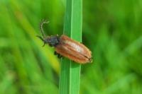 Drilus flavescens