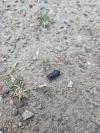 Dorcus parallelipipedus