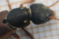 Staphylinus dimidiaticornis