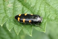 Ptosima undecimmaculata