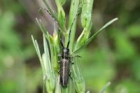 Agapanthia cardui