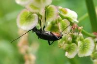 Rutpela nigra