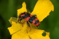 Trichodes alvearius
