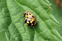 Propylea quatuordecimpunctata