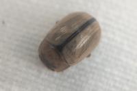 Gonioctena olivacea