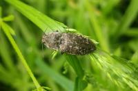 Agrypnus murinus