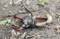 Lucanus cervus