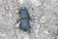 Dorcus parallelipipedus