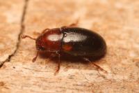 Dacne bipustulata