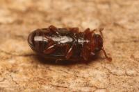 Dacne bipustulata