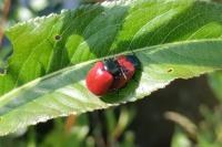 Chrysomela populi
