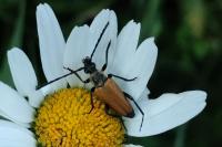 Stictoleptura fulva