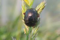 Chrysolina bankii