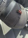 Trichodes alvearius