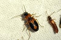 Badister bullatus