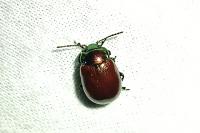 Chrysolina polita