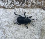 Timarcha tenebricosa