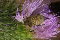 Larinus turbinatus