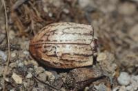 Asida sabulosa