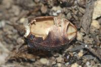 Asida sabulosa