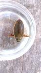 Dytiscus marginalis