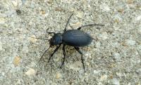 Carabus coriaceus