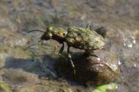 Elaphrus riparius
