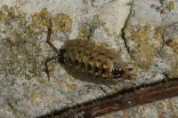 Porcellio spinicornis