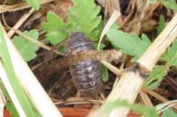 Armadille commune