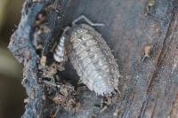 Porcellio monticola