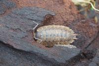 Porcellio monticola