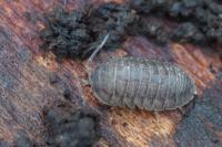 Armadillidium nasatum