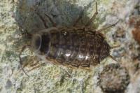 Philoscia muscorum
