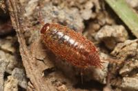 Philoscia muscorum
