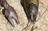 Pacifastacus leniusculus
