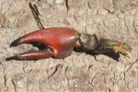 Pacifastacus leniusculus
