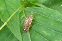 Philoscia muscorum