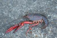 Procambarus clarkii