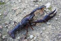 Procambarus clarkii