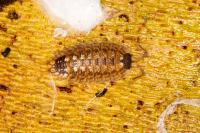 Porcellio spinicornis