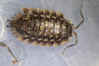 Oniscus asellus