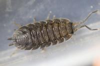 Porcellio scaber