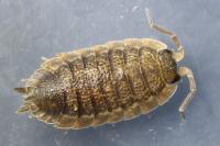 Porcellio monticola