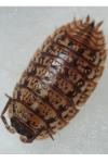 Trachelipus razzautii