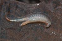Chirocephalus diaphanus