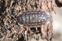 Oniscus asellus