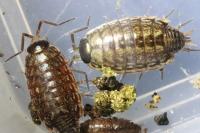 Philoscia muscorum
